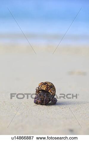 Hermit Crab View Large Photo Image Stock Photo - Hermit Crab. Fotosearch