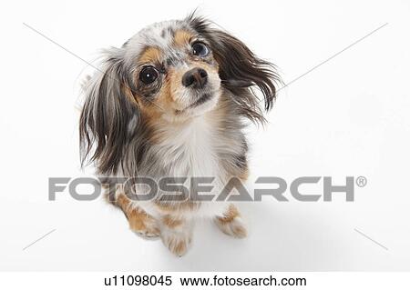 High Angle View of Chihuahua View Large Photo Image Stock Photography - High Angle View of Chihuahua. Fotosearch