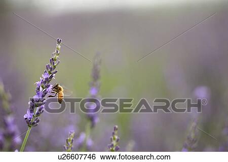 Honeybee on Lavender View Large Photo Image Stock Photograph - Honeybee on Lavender. Fotosearch