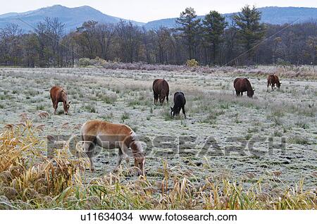Horses Grazing in Frosty Field View Large Photo Image Picture - Horses Grazing in Frosty Field. Fotosearch