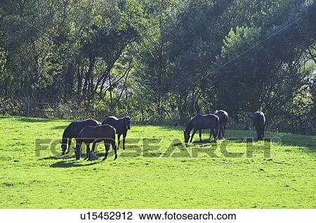 Horses View Large Photo Image Stock Image - Horses. Fotosearch