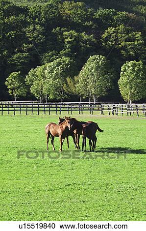 Stock Image - Horses. Fotosearch