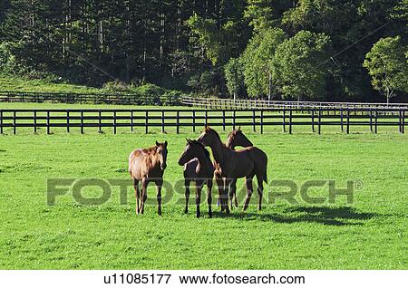 Stock Photo - Horses. Fotosearch