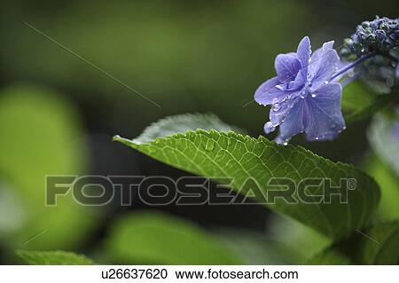 Hydrangea Flower and Leaf View Large Photo Image Stock Image - Hydrangea Flower and Leaf. Fotosearch