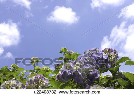 Stock Image - Hydrangea Flowers and Sky. Fotosearch