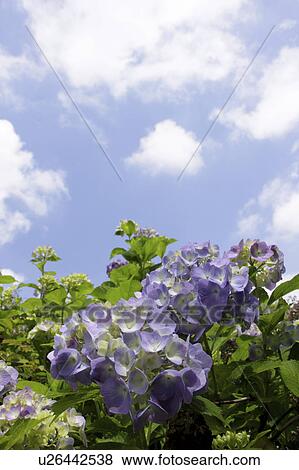 Stock Photo - Hydrangea Flowers and Sky. Fotosearch