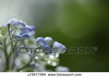 Picture - Hydrangea Flowers Covered in Waterdrops. Fotosearch