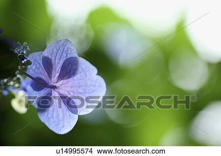 Picture - Hydrangea Flowers. Fotosearch