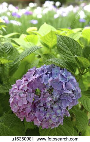 Stock Image - Hydrangea Flowers. Fotosearch