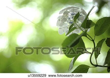 Stock Photo - Hydrangea Flowers. Fotosearch