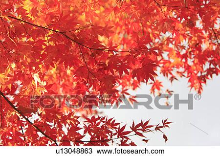 Japanese Fall Foliage View Large Photo Image Stock Image - Japanese Fall Foliage. Fotosearch