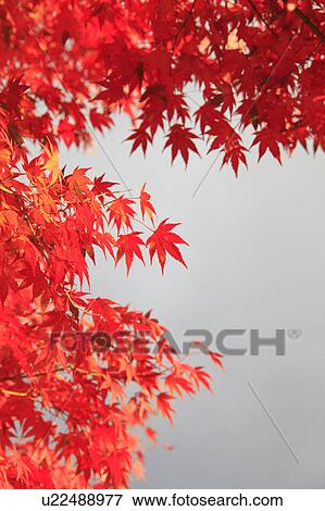 Japanese Fall Foliage View Large Photo Image Stock Photo - Japanese Fall Foliage. Fotosearch