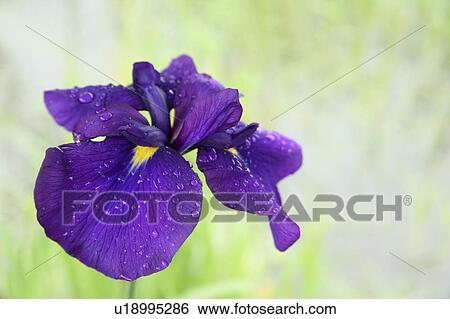 Stock Photograph - Japanese Iris. Fotosearch