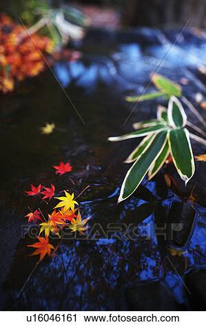 Stock Image - Japanese maple leaves on a rock. Fotosearch
