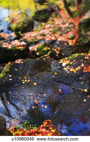 Stock Photo - Japanese maple leaves on a rock. Fotosearch