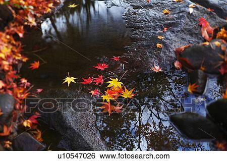 Japanese maple leaves on a rock View Large Photo Image Stock Photograph - Japanese maple leaves on a rock. Fotosearch