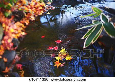 Japanese maple leaves on a rock View Large Photo Image Stock Photograph - Japanese maple leaves on a rock. Fotosearch