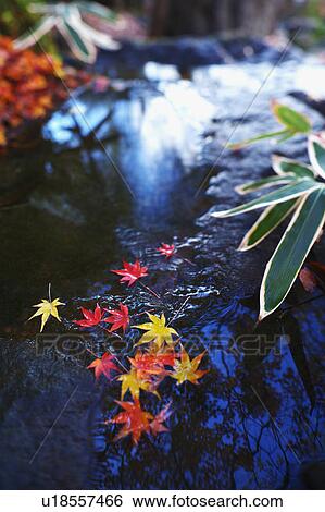 Japanese maple leaves on a rock View Large Photo Image Stock Photograph - Japanese maple leaves on a rock. Fotosearch