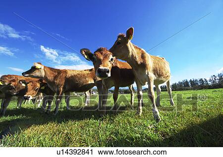 Jersey Cattle Calves View Large Photo Image Stock Image - Jersey Cattle Calves. Fotosearch