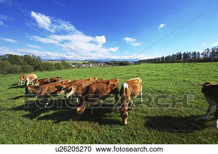 Jersey Cattle View Large Photo Image Stock Image - Jersey Cattle. Fotosearch
