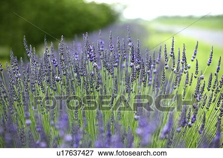 Stock Photo - Lavender Flowers on Roadside. Fotosearch