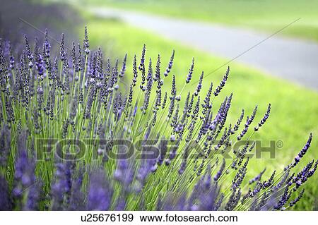 Lavender Flowers on Roadside View Large Photo Image Stock Photo - Lavender Flowers on Roadside. Fotosearch