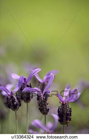 Lavender Flowers View Large Photo Image Picture - Lavender Flowers. Fotosearch