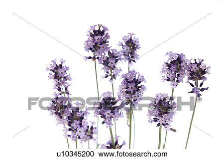 Lavender Flowers View Large Photo Image Stock Image - Lavender Flowers. Fotosearch