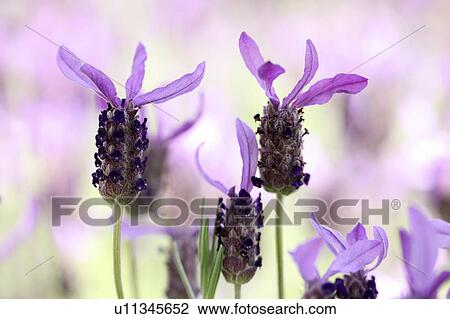Lavender Flowers View Large Photo Image Stock Image - Lavender Flowers. Fotosearch
