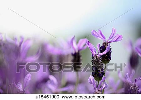 Lavender Flowers View Large Photo Image Stock Image - Lavender Flowers. Fotosearch