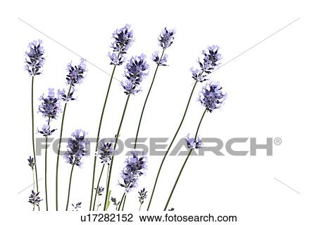 Lavender Flowers View Large Photo Image Stock Image - Lavender Flowers. Fotosearch