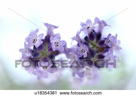 Stock Image - Lavender Flowers. Fotosearch