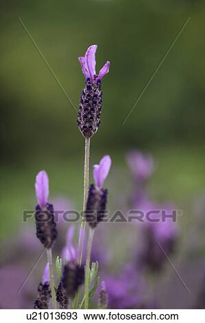 Lavender Flowers View Large Photo Image Stock Image - Lavender Flowers. Fotosearch