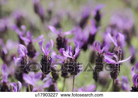 Lavender Flowers View Large Photo Image Stock Photo - Lavender Flowers. Fotosearch