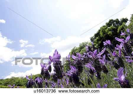 Stock Photograph - Lavender Flowers. Fotosearch