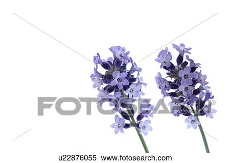 Stock Photography - Lavender Flowers. Fotosearch