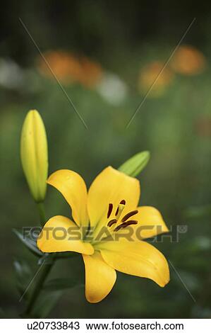 Stock Image - Lily Flowers. Fotosearch