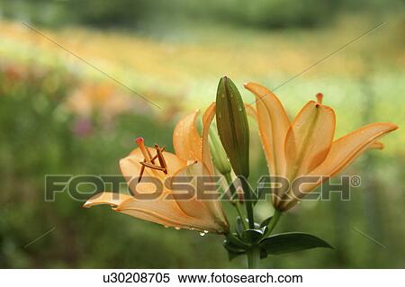 Lily Flowers View Large Photo Image Stock Photography - Lily Flowers. Fotosearch