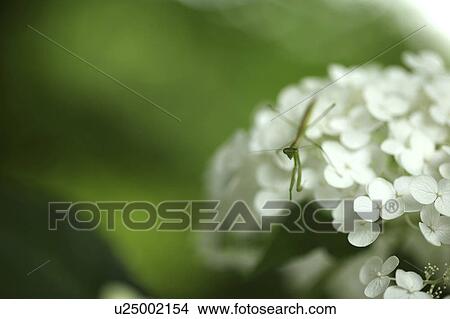 Picture - Mantis on Hydrangea Flower. Fotosearch