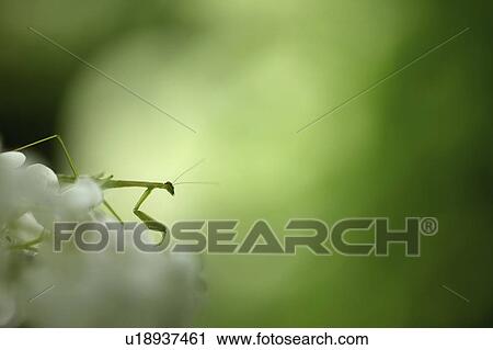 Stock Image - Mantis on Hydrangea Flower. Fotosearch