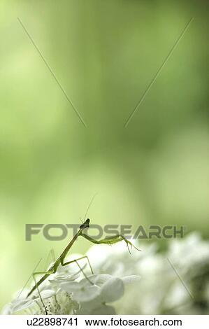 Mantis on Hydrangea Flower View Large Photo Image Stock Image - Mantis on Hydrangea Flower. Fotosearch