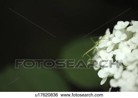 Stock Photograph - Mantis on Hydrangea Flower. Fotosearch
