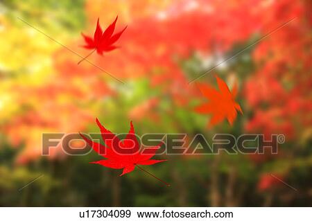 Maple Leaves Falling View Large Photo Image Stock Photo - Maple Leaves Falling. Fotosearch