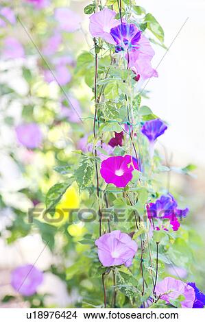 Picture - Morning Glory Flowers. Fotosearch