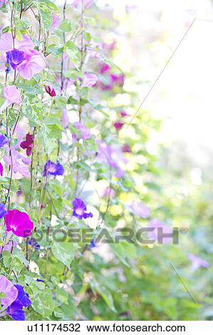 Morning Glory Flowers View Large Photo Image Stock Image - Morning Glory Flowers. Fotosearch