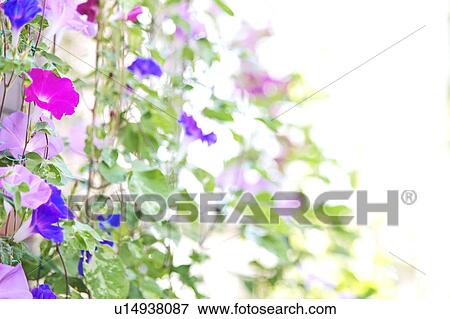 Morning Glory Flowers View Large Photo Image Stock Photo - Morning Glory Flowers. Fotosearch