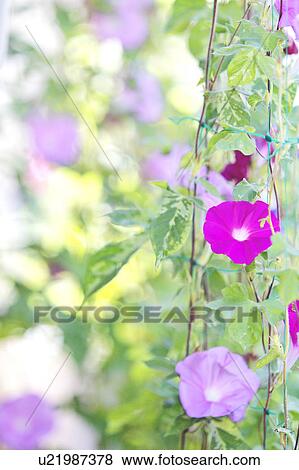 Stock Photo - Morning Glory Flowers. Fotosearch
