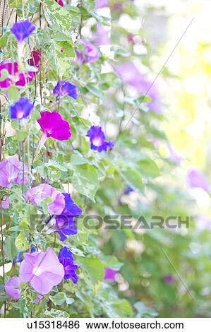 Stock Photograph - Morning Glory Flowers. Fotosearch