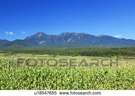 Mt Yatsugatake and Corn Field View Large Photo Image Stock Photography - Mt Yatsugatake and Corn Field. Fotosearch