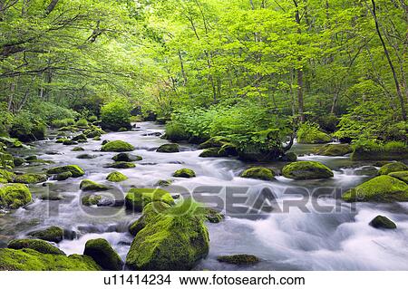 Picture - Oirase Stream. Fotosearch